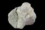 Bargain, Hadrosaur Vertebra - Alberta (Disposition #-) #93247-2